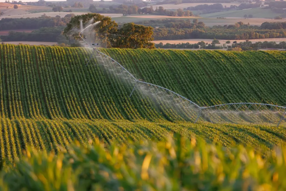 Canon d'irrigation arrosant un champ de maïs au coucher du soleil