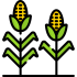 corn